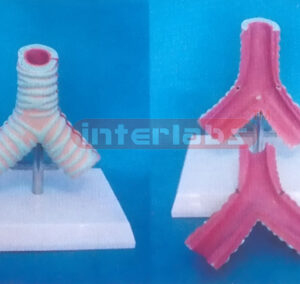 HUMAN HEALTH ADULT TRACHEA MODEL