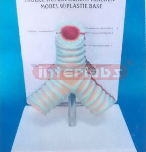 MIDDLE HUMAN HEALTH TRACHEA MODEL WITH PLASTIC BASE