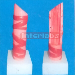 INFANT HEALTH TRACHEA MODEL (VERTICAL TYPE)