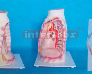 MODEL OF ANATOMICAL MEDIASTINUM & HEART (HIGHT TYPE)