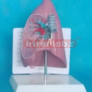 WEST DESK TYPE ANATOMICAL TRACHEA / LUNG MODEL WITH DESCRIPTION PLATE