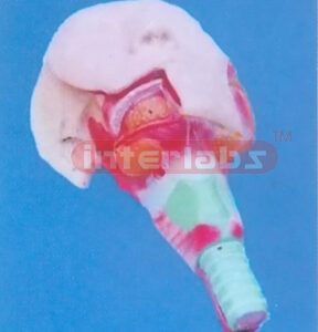 NATURAL ANATOMY OF SALIVA GLANDULOSE AND PHARYNX MUSCLE