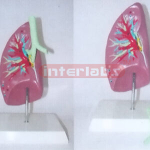 NATURAL RIGHT ANAF LUNG AND TRACHEA MODEL