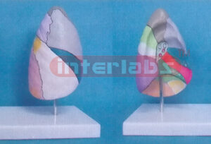 BRONCHO. PULMONARY SEGMENTSMODEL WITH COLOURED SEPARATIONAL