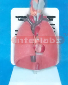 NATURAL LUNG MODEL CONTAINS LARYNX, LUNGS, TUBES, HEART (7PCS)