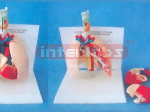 DESK-TYPE HUMAN LYNAX HEART AND LUNG MODEL