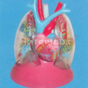 TRANSPARENT LUNG, LARYNX TRACHEA, HEART AND HEART MODEL W/ELLIPTIC STAND