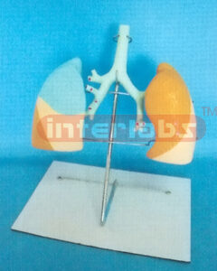 HUMAN LUNG AND TRCHEA MODEL WITH LUXURY BASE