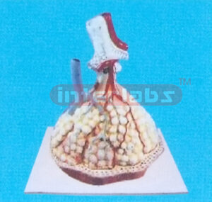 HUMAN LUNG STRUCTURE MODEL