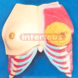 ANATOMY OF THE HEALTH AND MORBIDITY BREAST