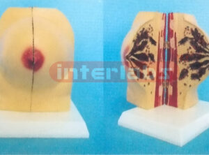 MAMARY GLAND OF RESTING POSITION