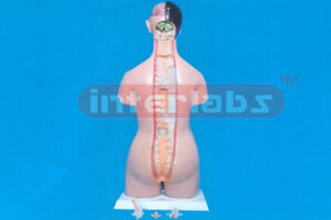 DELUXE BREAST TEACHING-EXAMINATION TORSO MODEL