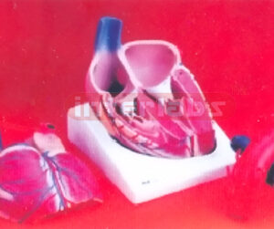 BIG THAI-TYPE HEART MODEL