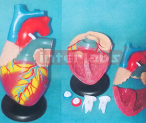 BIG MAGNIFIED / ANAT-HEART W/ROUND BLACK BASE, VERTRICAL STYLE, 2.5X
