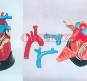 BIG MAGNIFIED/ANATOMICAL HEART, HORIZENTAL STYLE (8 pcs)