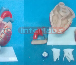 MIDDLEADULT HEALTH HEART MODEL