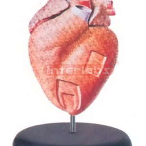 COURSE OF THE CARDIAC MUSCLES