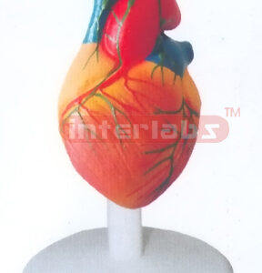 NATURAL ADULT HEART MODEL W/LYMPHIC