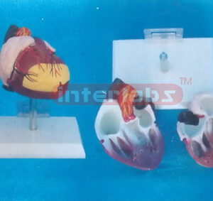 ANATOMICAL HEART MODEL OF 108CM MUSCLE TORSO