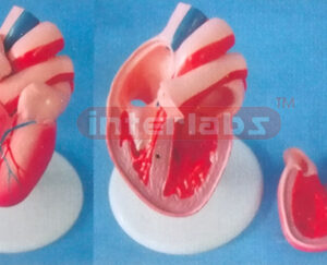 ADULT NATURAL / ANAT HEART, SHORT VESSEL, 4 PCS, WITH PLASTIC BASE