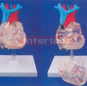 TRANSPARENT ADULT NATURAL ANATOMICAL HEART, LONG VESSEL, 4 PCS WITH PLASTIC BASE