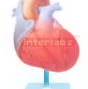 INCREASE IN MYOCARDIAL OXYGEN DEMAND MODEL