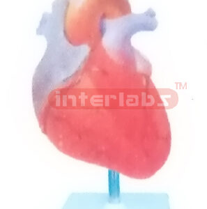 INCREASE IN LEFT VENTRICULAR SYSTOLIC PRESSURE MODEL