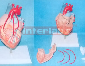 DESK TYPE SHORT BLOOD TUBE HEART AND BY PASS VESSELS WITH DESCRIPTION PLATE