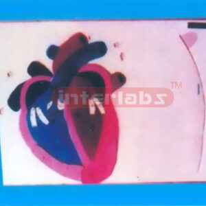 MODEL OF HEART BEAT AND VALVE ACTION