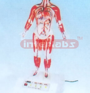 PERSONAL COMPUTER BLOOD CIRCULATION OF HUMAN BODY MODEL (1800mm IN HEIGHT)