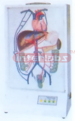 ELECTRIC PORTAL VEIN CIRCULATION MODEL