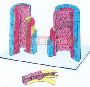 HUMAN THREE DIMENTIONAL ARTERY, VEIN AND CAPILLARY MODEL