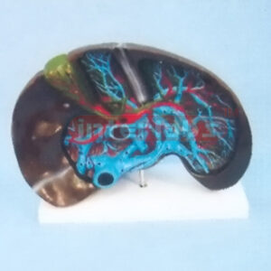 SUPER LIVER MODEL
