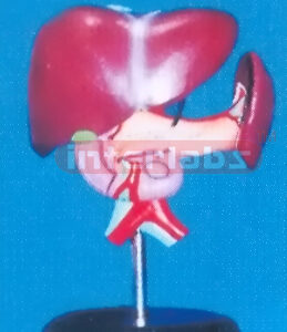 VITAL ORGANS LIVER, PANCREAS, DUODENUM & SPLEEN