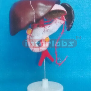 LIVER, PANCREAS & SPLEEN MODEL SHOWING DISTRIBUTUION OF THE ABDOMEN ARTERY