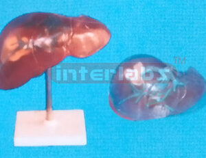 SEMI TRANSPARENT LIVER SEGMENTS