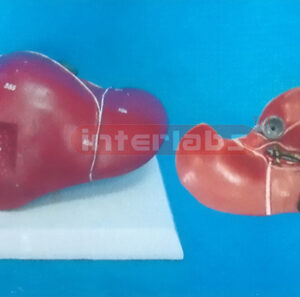 USA TYPE LIVER MODEL OF 108 CM TALL, MUSCLE TORSE WITH PLASTIC BASE