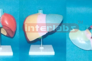 HUMAN LIVER LOBES & LIVER SEGMENTS MODEL BY COLOURED & NUMBERED