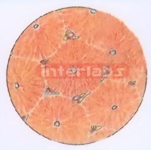 HUMAN LIVER CELL MODEL