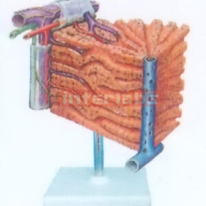 HUMAN LIVER CELL MODEL