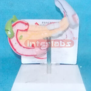 DESKTYPE HEALTH SPLEEN, PANCREAS, DUODENUM WITH DESCRIPTION PLATE