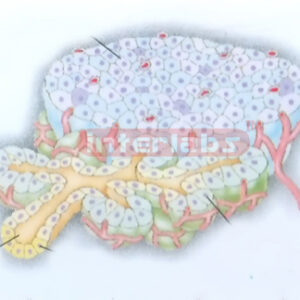 HUMAN PANCREAS CELL MODEL