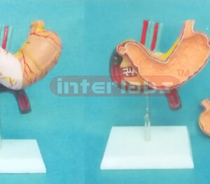 BIG STOMACH PANCREAS & DUODENUM HEALTH MODEL