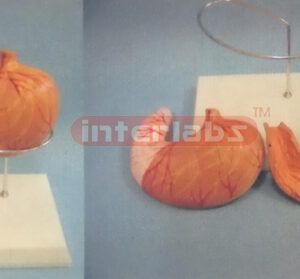 MAGNIFIED ANATOMICAL STOMACH MODEL OF 108cm TALL MUSCLE TORSO WITH PLASTIC BASE