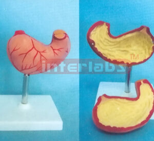 NATURAL HEALTH STOMACH