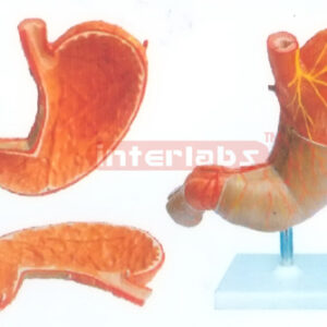 BIG STOMACH ANATOMICAL & ENLARGED MODEL