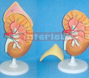 SUPER KIDNEY ANATOMICAL ENLARGED MODEL (3 PCS)