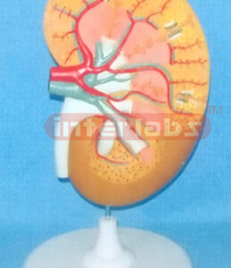 SUPER KIDNEY ANATOMICAL ENLARGED MODEL