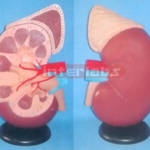 SUPER KIDNEY ANATOMICAL ENLARGED MODEL (1 PC)