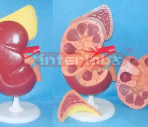 SUPER KIDNEY ANATOMICAL ENLARGED MODEL (3 PCS)